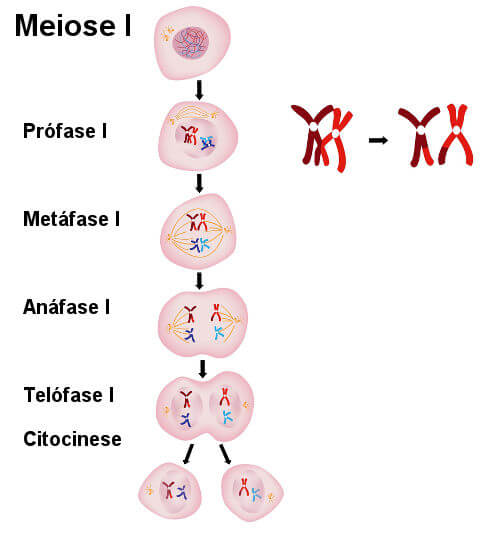 meiose 1
