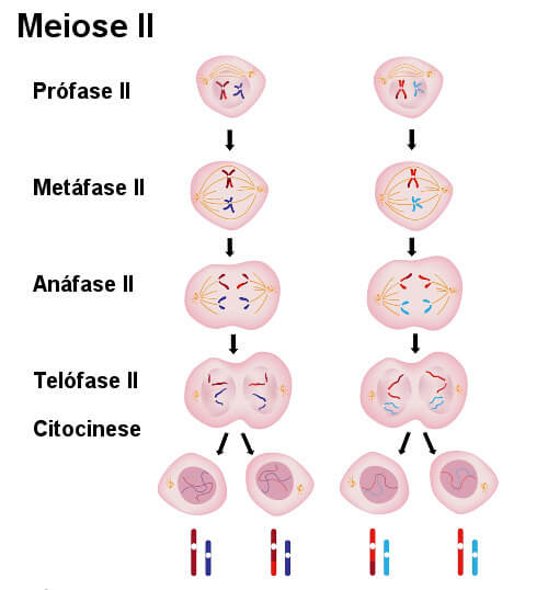 meiose 2