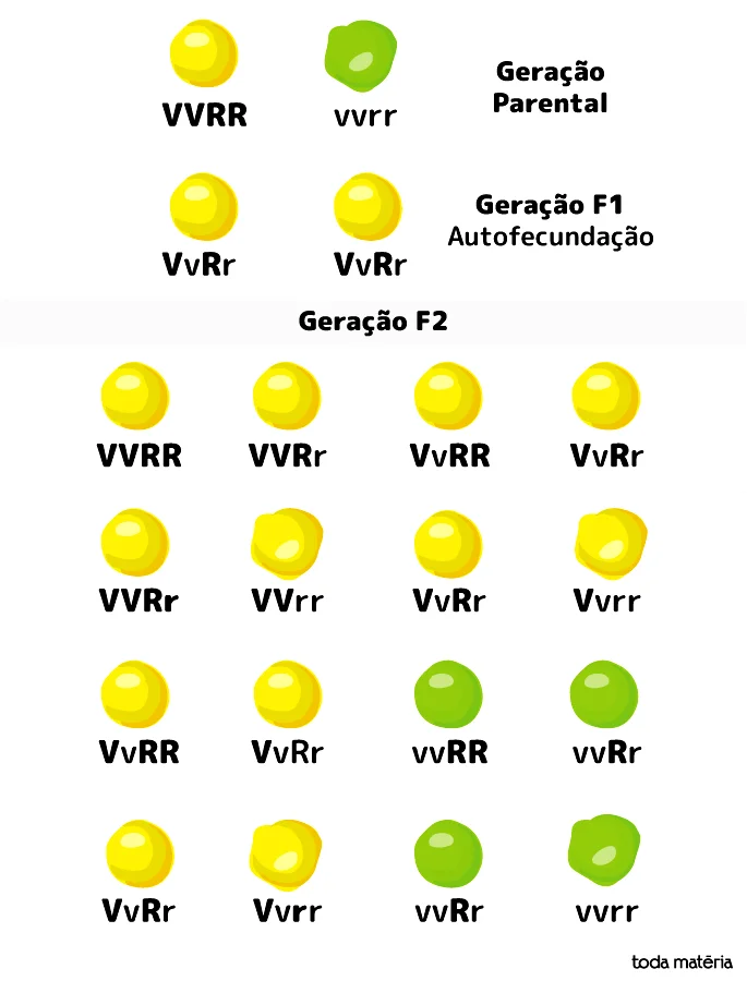 Segunda Lei de Mendel