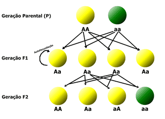 Primeira Lei de Mendel